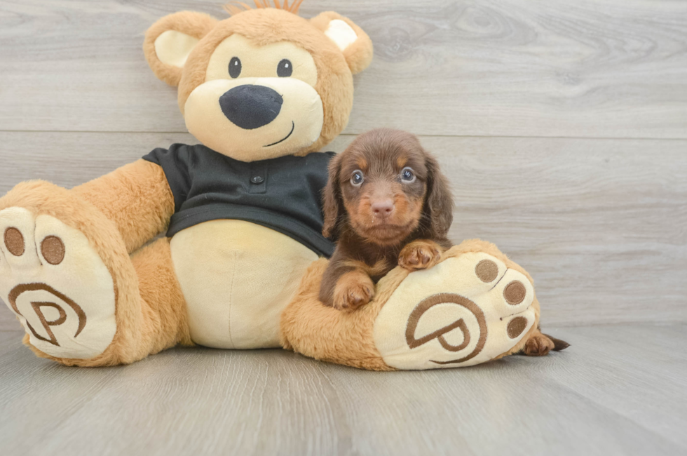 6 week old Dachshund Puppy For Sale - Windy City Pups