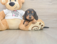 5 week old Dachshund Puppy For Sale - Windy City Pups