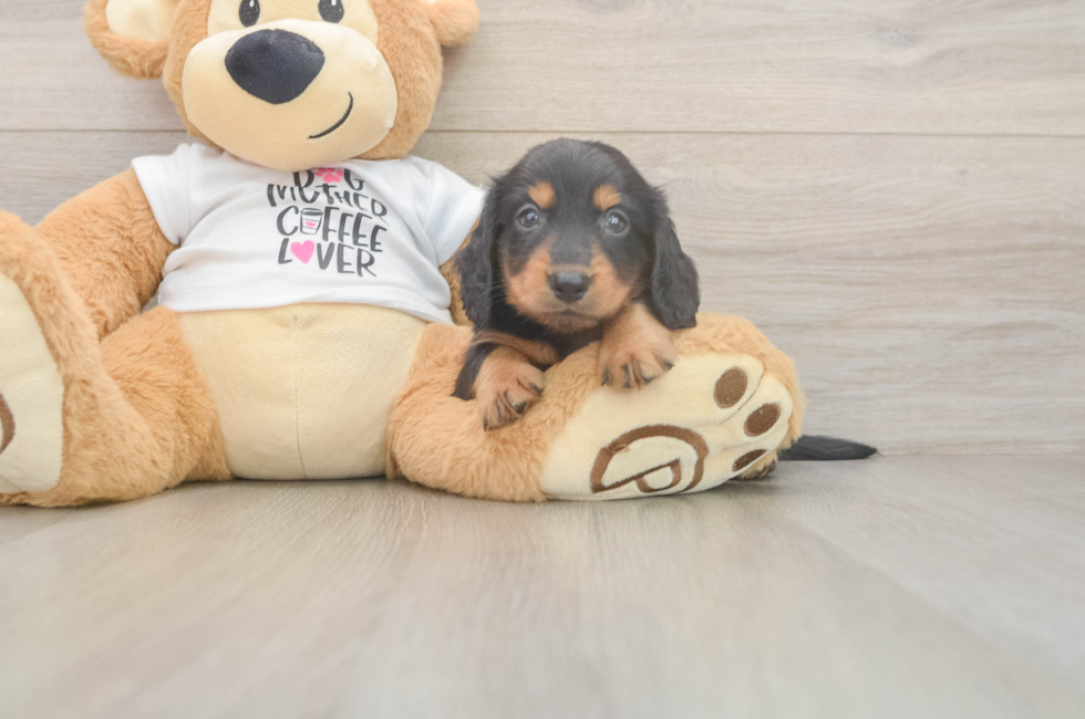 5 week old Dachshund Puppy For Sale - Windy City Pups