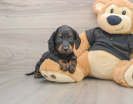 6 week old Dachshund Puppy For Sale - Windy City Pups