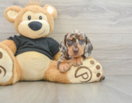 6 week old Dachshund Puppy For Sale - Windy City Pups