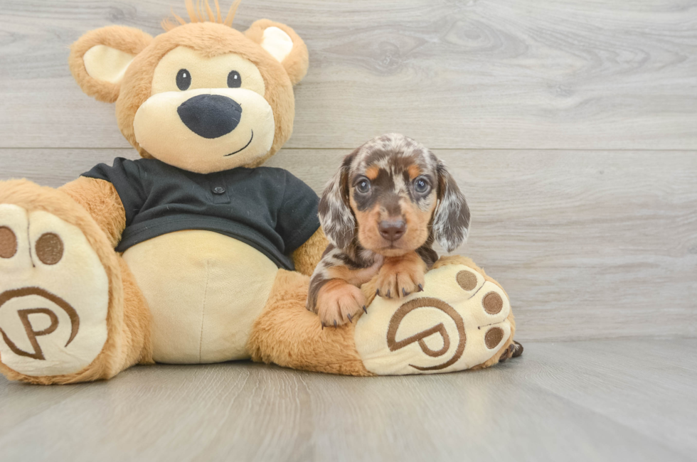 6 week old Dachshund Puppy For Sale - Windy City Pups