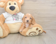5 week old Dachshund Puppy For Sale - Windy City Pups