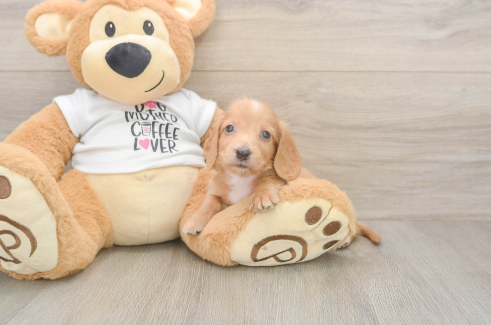 5 week old Dachshund Puppy For Sale - Windy City Pups