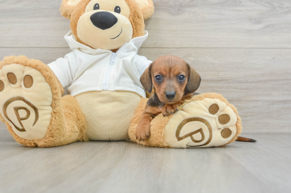 5 week old Dachshund Puppy For Sale - Windy City Pups