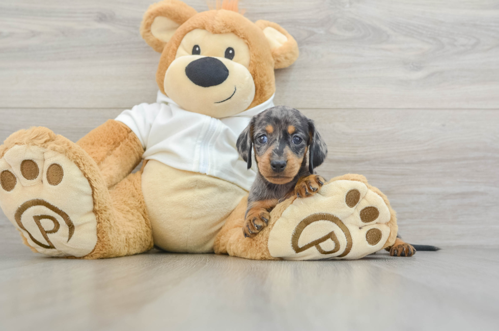 5 week old Dachshund Puppy For Sale - Windy City Pups