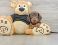 5 week old Dachshund Puppy For Sale - Windy City Pups