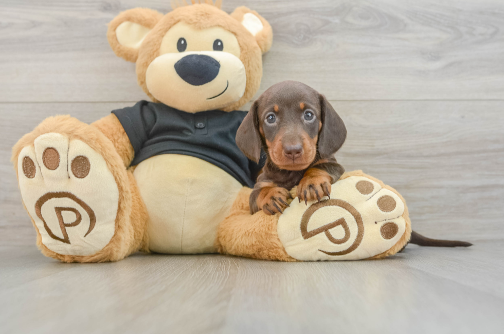 5 week old Dachshund Puppy For Sale - Windy City Pups
