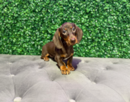 10 week old Dachshund Puppy For Sale - Windy City Pups