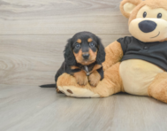 6 week old Dachshund Puppy For Sale - Windy City Pups