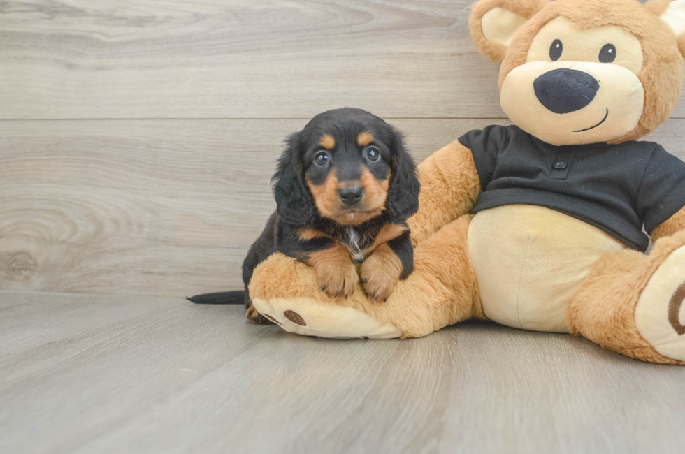 6 week old Dachshund Puppy For Sale - Windy City Pups