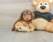 6 week old Dachshund Puppy For Sale - Windy City Pups