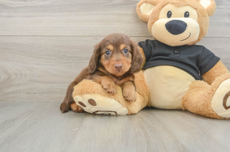 6 week old Dachshund Puppy For Sale - Windy City Pups