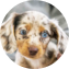 Dachshund Puppy For Sale - Windy City Pups