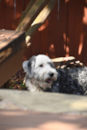 Cute Mini Sheepadoodle Poodle Mix Pup