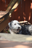 Cute Mini Sheepadoodle Poodle Mix Pup