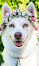 Cute Pomsky Designer Pup