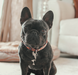 Frenchie Puppies For Sale - Windy City Pups