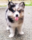 Cute Pomsky Pup