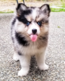 Cute Pomsky Pup