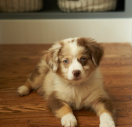 Mini Aussie Poo Puppies For Sale - Windy City Pups