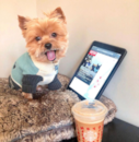 Cute Yorkie Purebred Pup