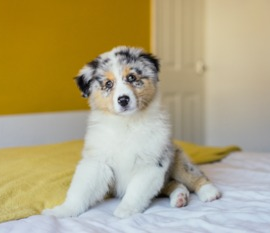 Mini American Shepherd Puppies For Sale - Windy City Pups