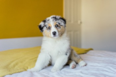 Mini Aussie Being Cute