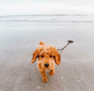 Cute Golden Retriever Poodle Mix Pup