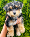 Cute Morkie Pup