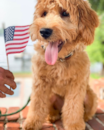 Cute Mini Goldendoodle Pup