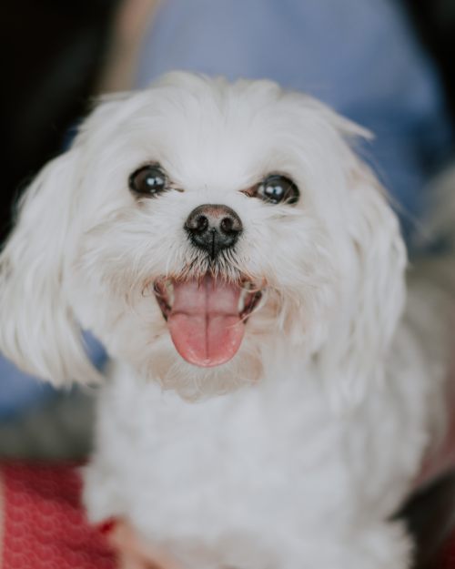 Cute Maltese Pup