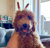 Cute Mini Goldendoodle Poodle Mix Pup