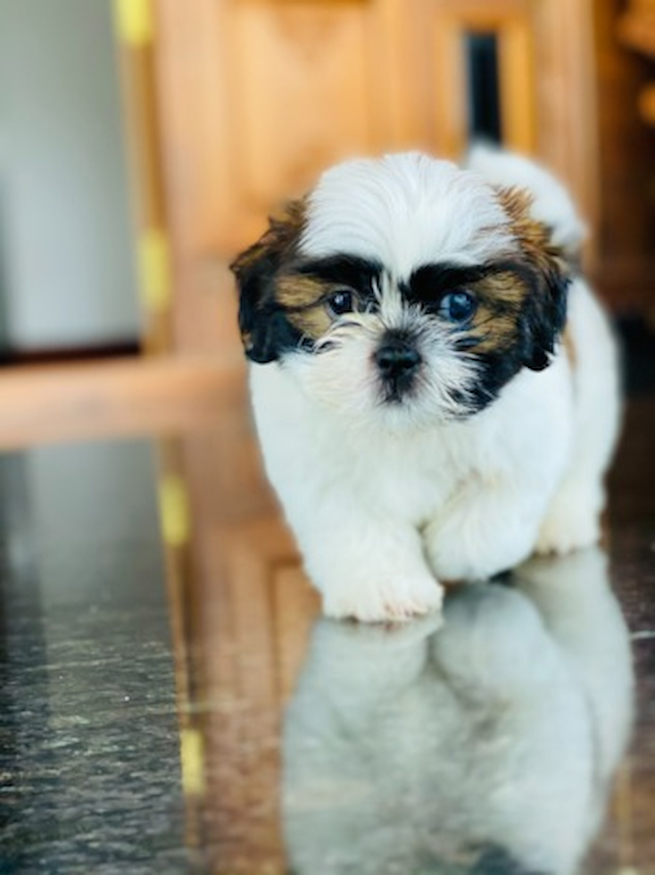 Cute Shih Tzu Pup