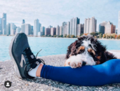 Cute Mini Bernedoodle Pup