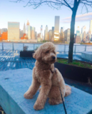 Cute Mini Goldendoodle Poodle Mix Pup