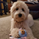 Mini Goldendoodle Being Cute