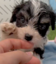 Cavachon Being Cute Cavachon Being Cute
