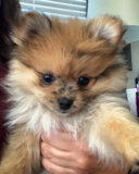 Cute Pomeranian Pup