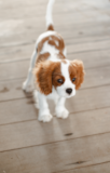 Cute Cavalier King Charles Spaniel Pup