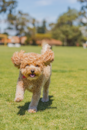 Cute Cavapoo Poodle Mix Pup