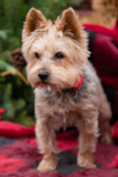 Cute Yorkshire Terrier Pup