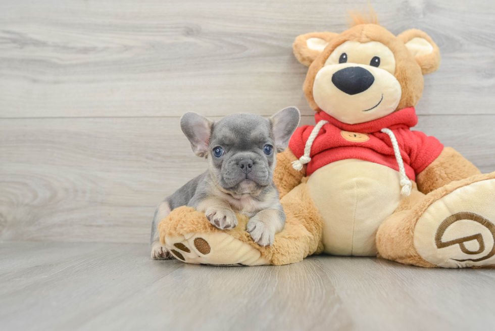 Akc Registered French Bulldog Baby