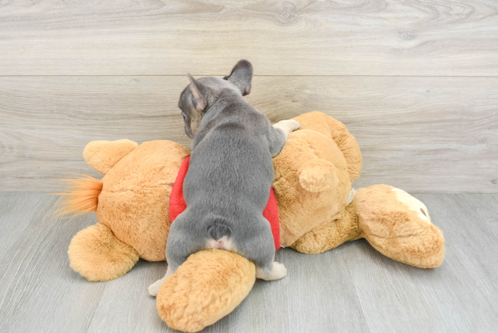 Playful French Bulldog Purebred Pup