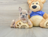 7 week old French Bulldog Puppy For Sale - Windy City Pups