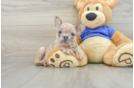 French Bulldog Puppy for Adoption