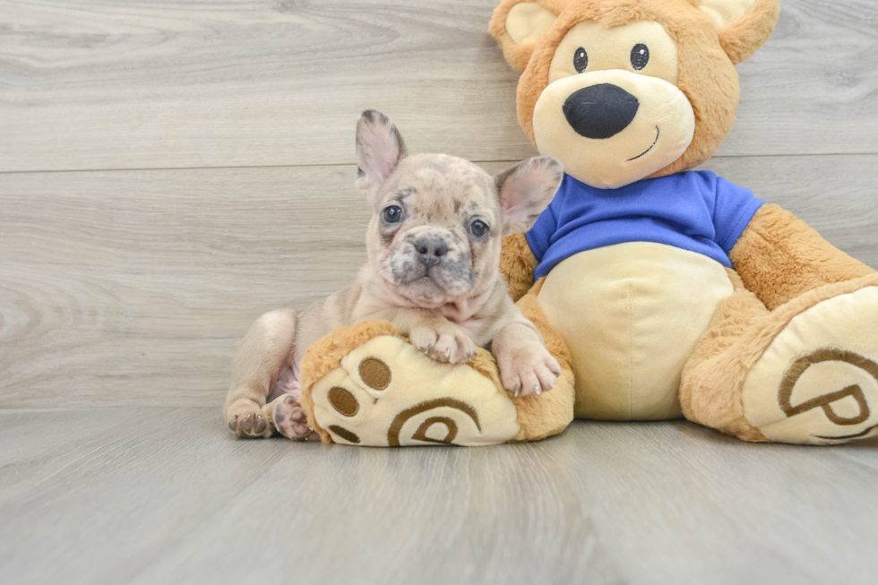 French Bulldog Puppy for Adoption