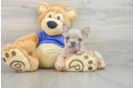 French Bulldog Puppy for Adoption