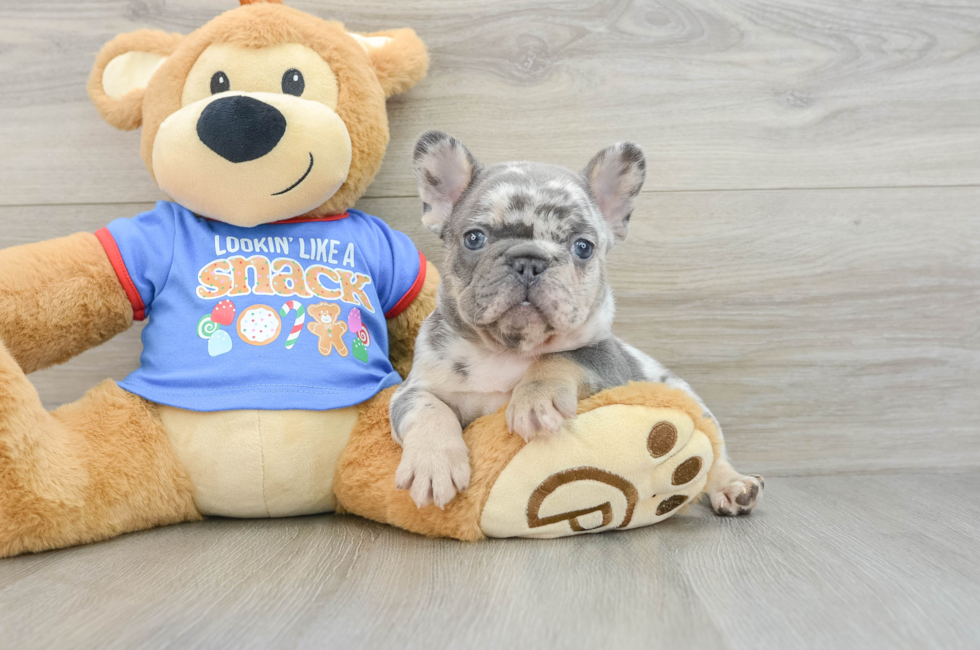 7 week old French Bulldog Puppy For Sale - Windy City Pups