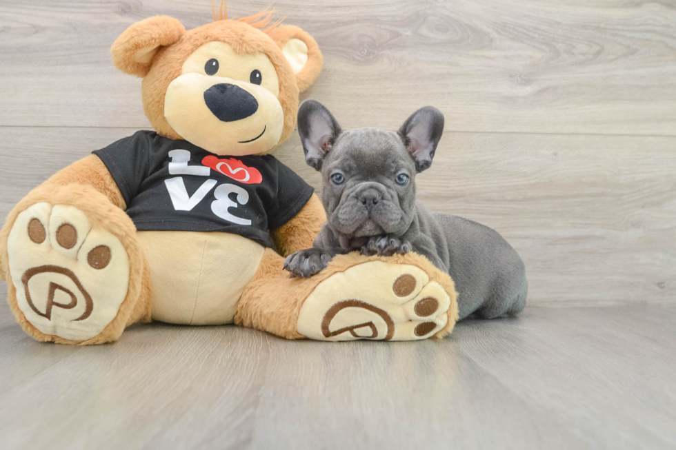 Best French Bulldog Baby